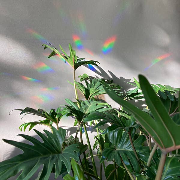 Botanopia - Suncatcher Fenster - Sticker • You are loved - ROSA ECK