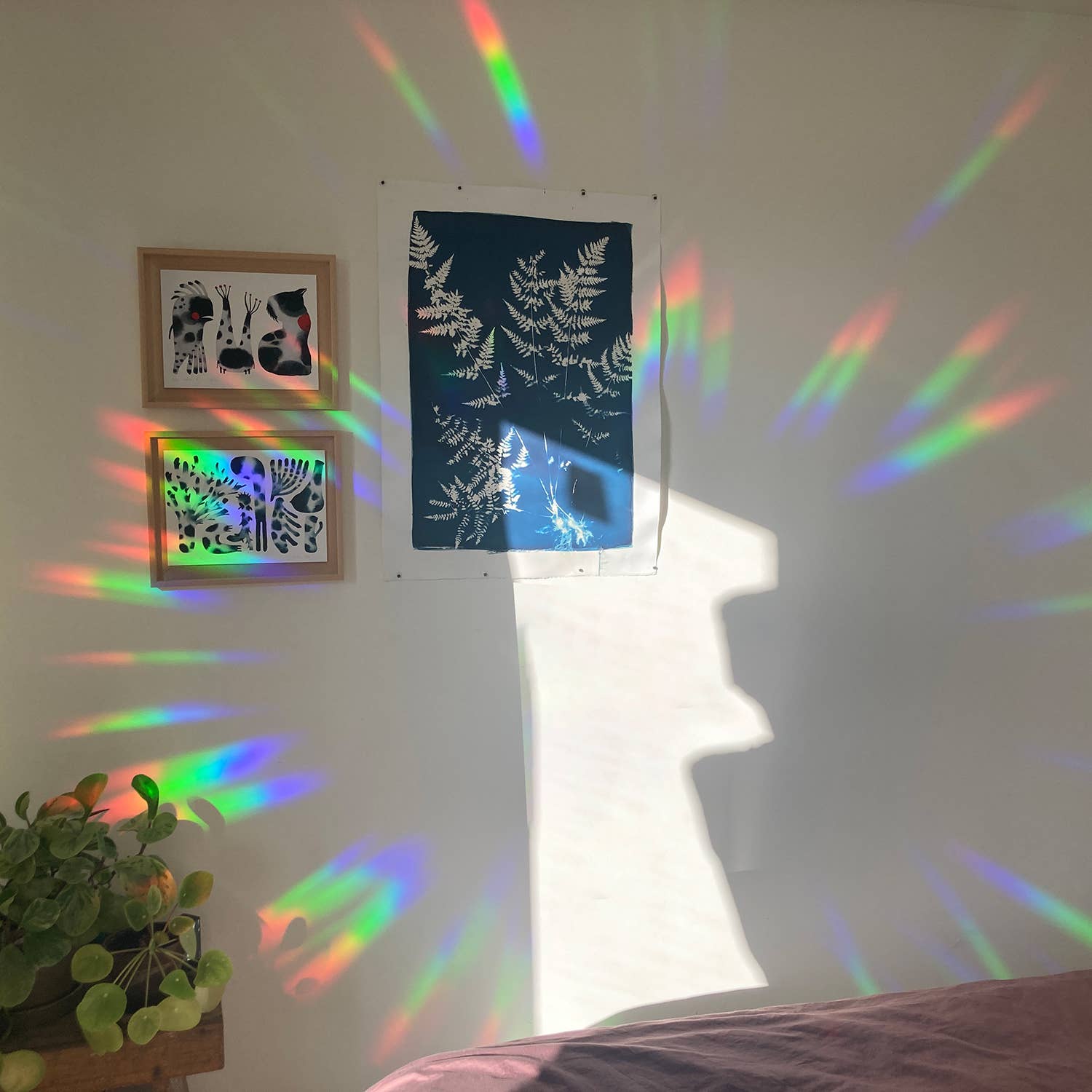 Botanopia - Suncatcher Fenster-Sticker • You shine so bright - ROSA ECK