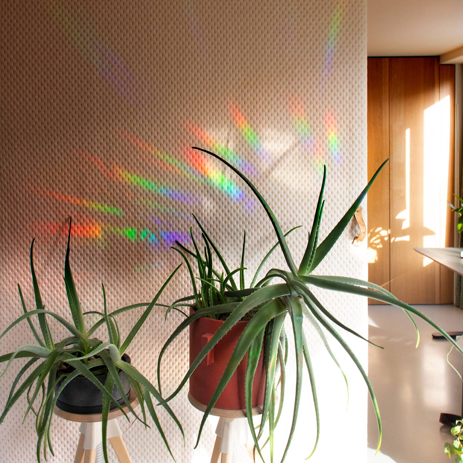 Botanopia - Suncatcher Fenster-Sticker • You shine so bright - ROSA ECK