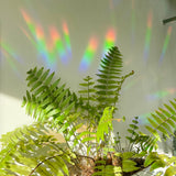 Botanopia - Suncatcher Fenster-Sticker • You shine so bright - ROSA ECK