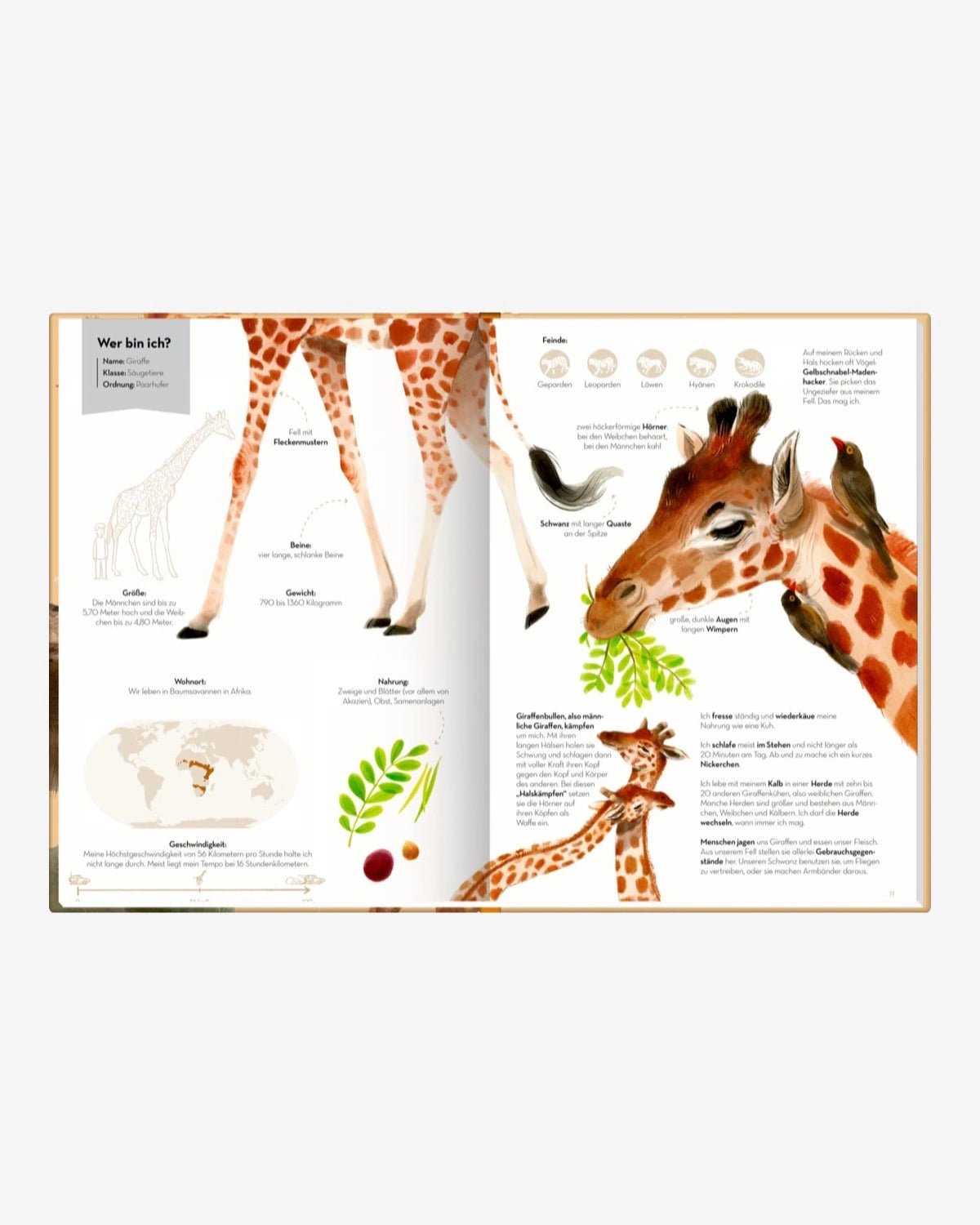 Coppenrath Verlag - GROSSARTIG – ECHT GROSSE TIERE Kinderbuch - ROSA ECK