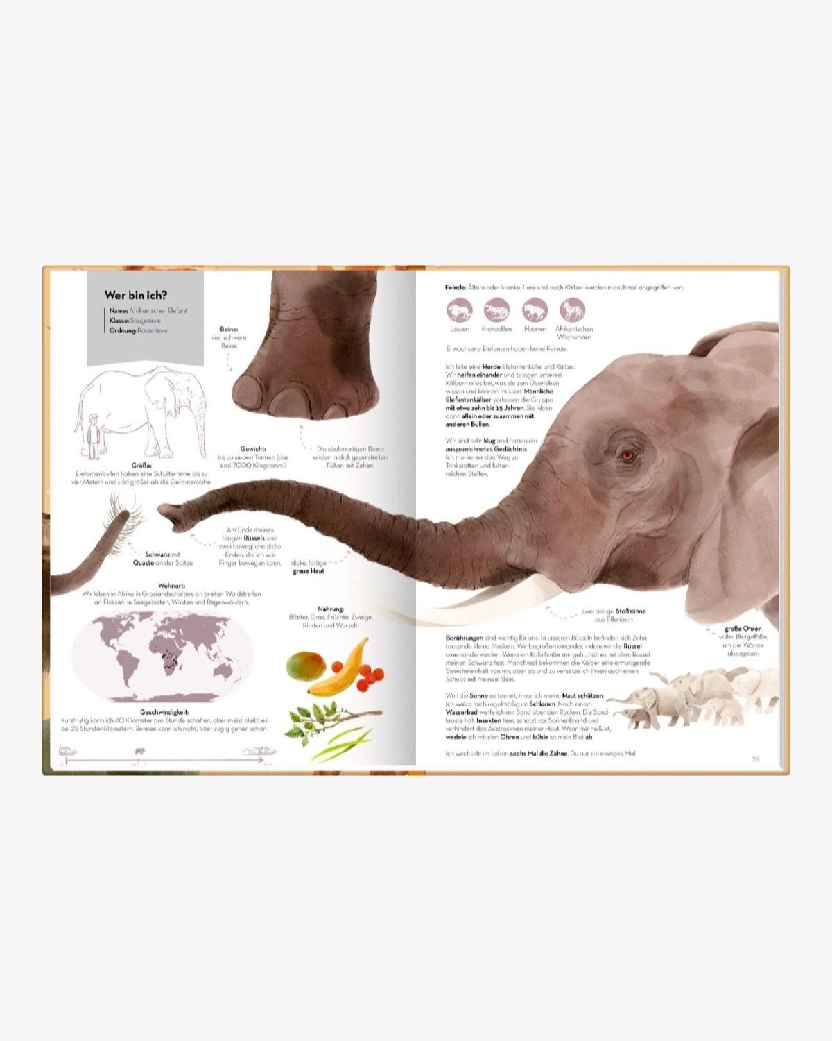 Coppenrath Verlag - GROSSARTIG – ECHT GROSSE TIERE Kinderbuch - ROSA ECK