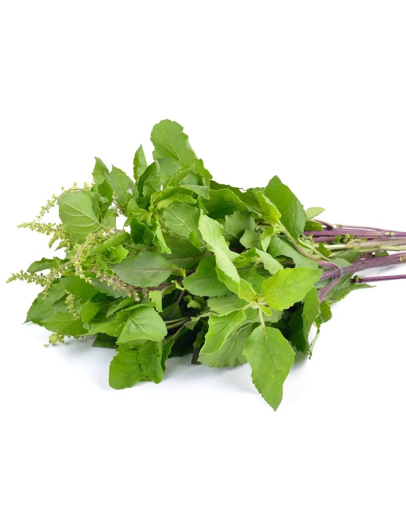 Piccolo Seeds - BASIL Holy Green Saatgut für Basilikum - Saatgut - ROSA ECK Concept Store