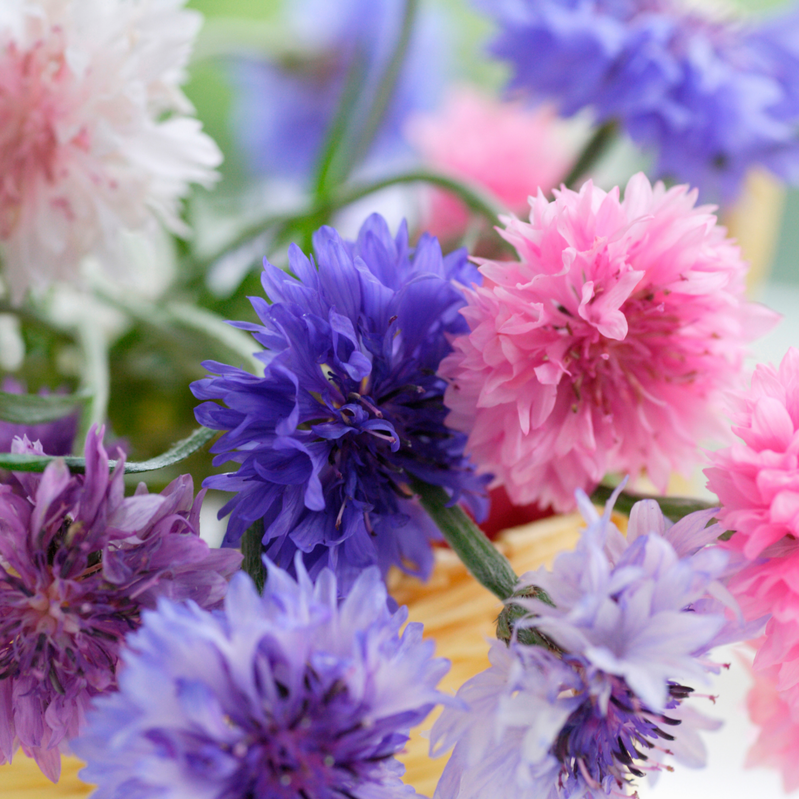 Piccolo Seeds - Blumensamen • Cornflower Polka Dot Mix - ROSA ECK