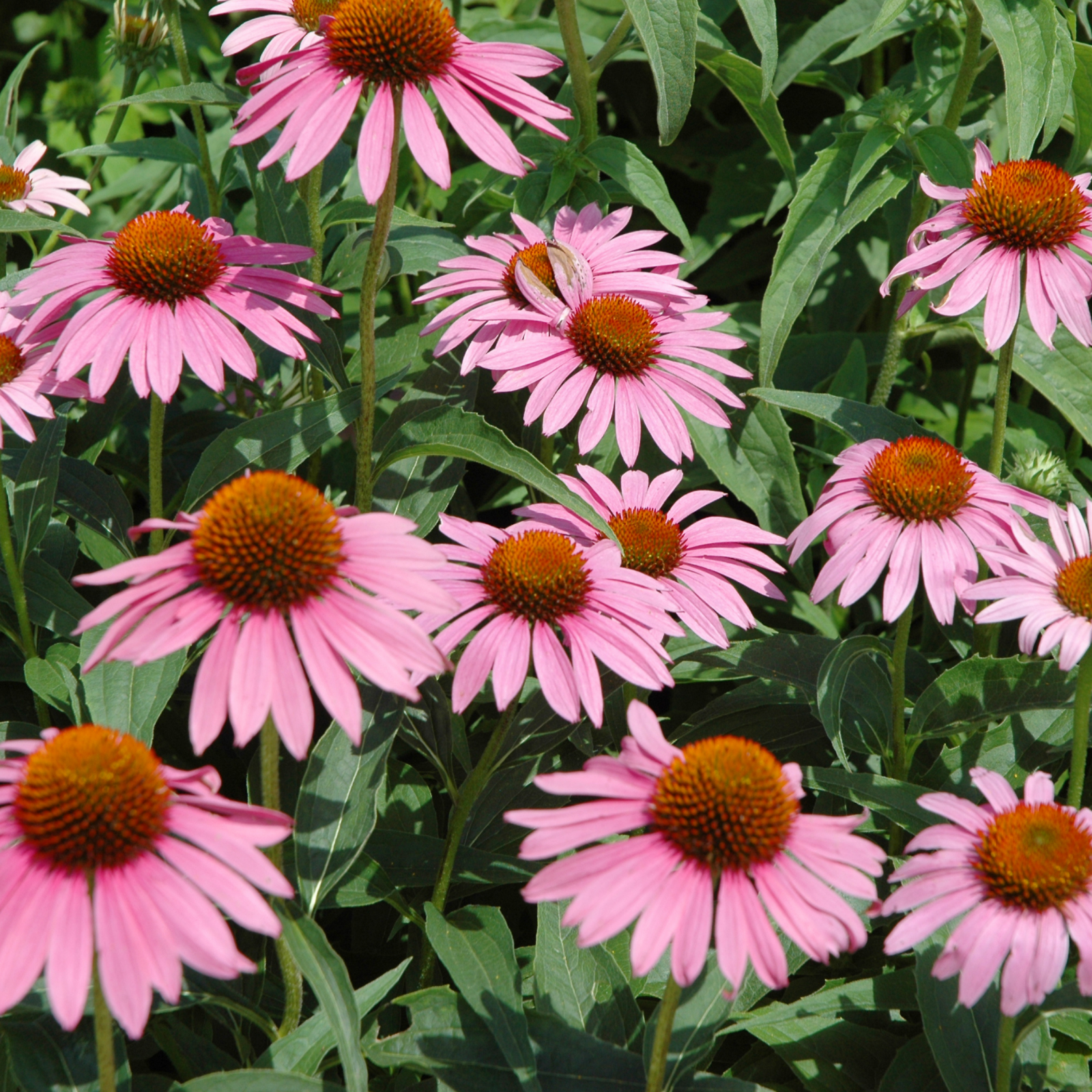 Piccolo Seeds - Blumensamen • Echinacea Starlight - ROSA ECK