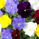 Piccolo Seeds - Blumensamen • Pansy Clear Crystals Mix - ROSA ECK