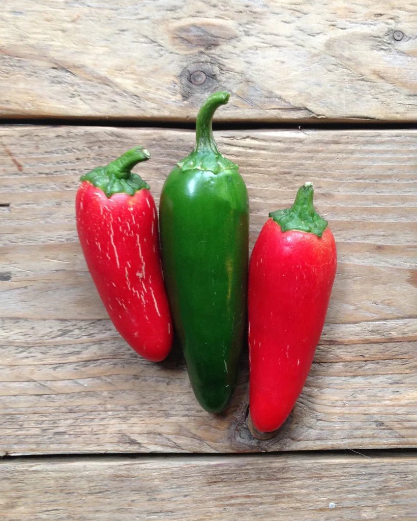 Piccolo Seeds - HOT PEPPER Jalapeño Saatgut - Saatgut - ROSA ECK Concept Store