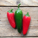 Piccolo Seeds - HOT PEPPER Jalapeño Saatgut - Saatgut - ROSA ECK Concept Store