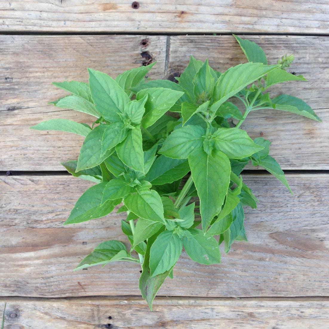 Piccolo Seeds - Saatgut für Basilikum • Basil Mrs. Burns Lemon - ROSA ECK