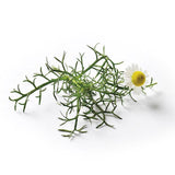 Piccolo Seeds - Saatgut für Kamille • Chamomile Roman - ROSA ECK