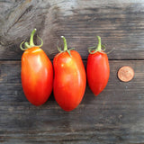 Piccolo Seeds - Saatgut für Tomaten • Tomato San Marzano Nano - ROSA ECK